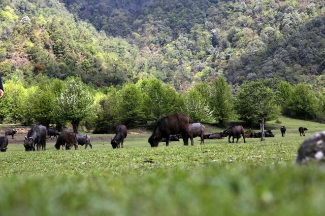 高黎贡山国家级自然保护区