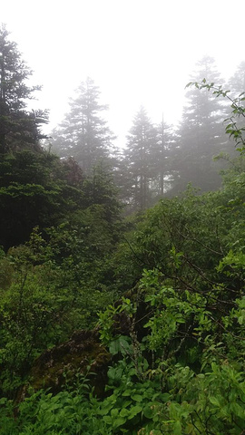 "神农架林区是非常大的一片森林，到处都是大山和茂密的原始森林，景区面积很大，景点不是很多，神农顶..._神农顶风景区"的评论图片