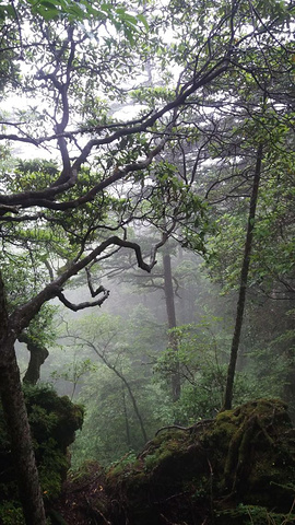 "神农架林区是非常大的一片森林，到处都是大山和茂密的原始森林，景区面积很大，景点不是很多，神农顶..._神农顶风景区"的评论图片