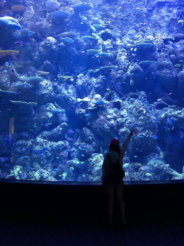凯恩斯水族馆