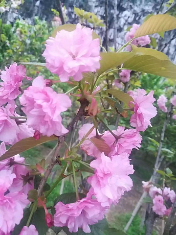 "粉红色的冬樱花，绽放着满满的浪漫，美丽极了_南溪山景区"的评论图片