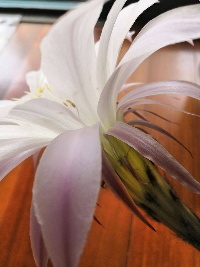 广州市麓湖公园