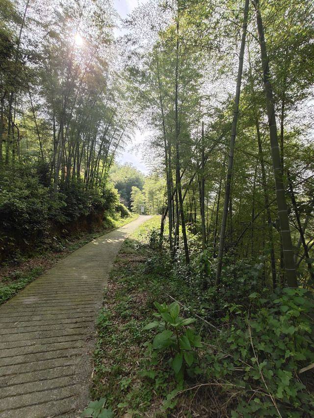 桃花江竹海景区