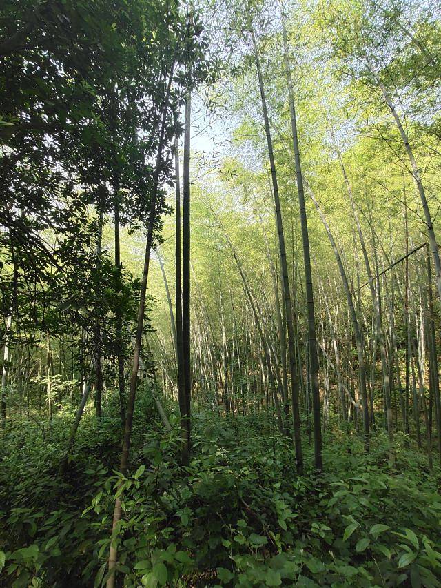 桃花江竹海景区