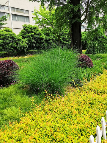 "...有一点像在日本了，龙背山森林公园的植被丰富，空气清新，不过我们觉得离无锡市区过来还是有一点距离_龙背山森林公园"的评论图片