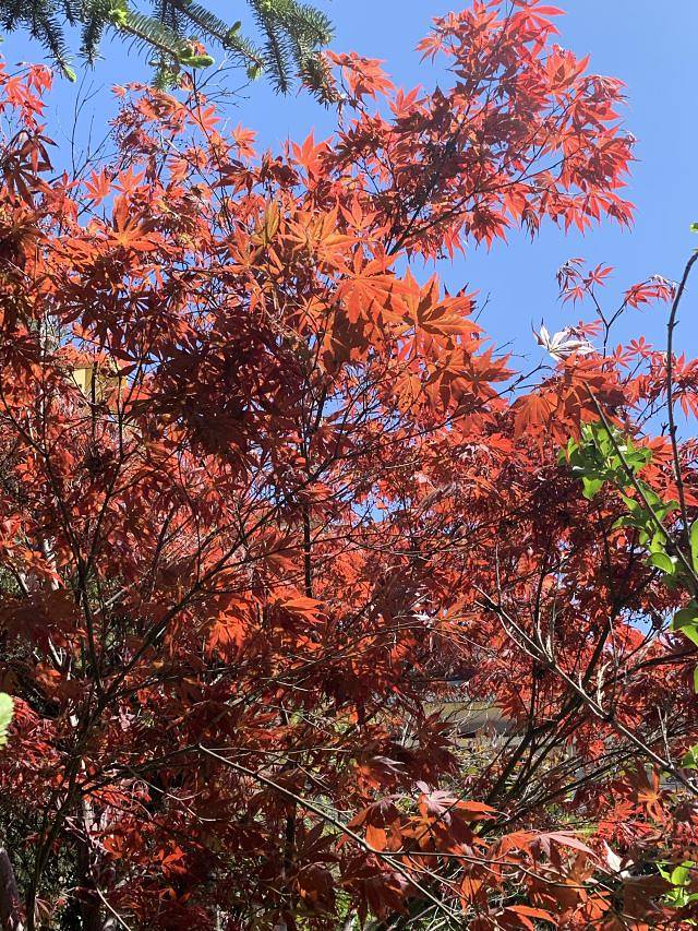 桐柏山淮源风景区