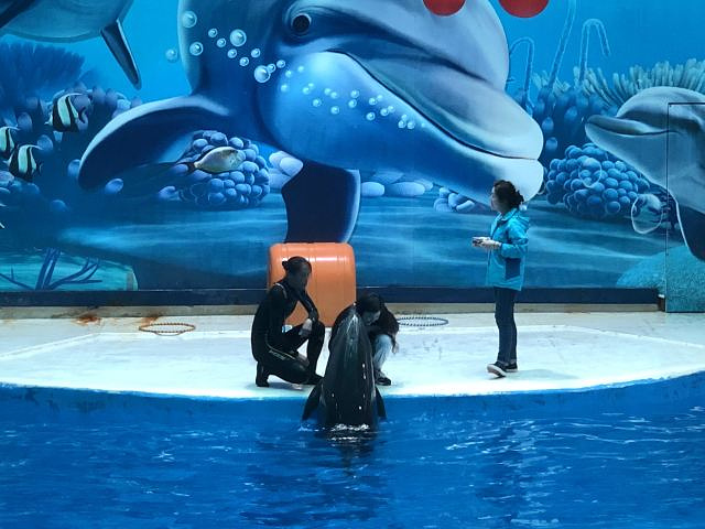 "小孩子玩的很开心&#x20;不过现在没有鲨鱼&#x20;海豹海狮表演很棒的&#x20;孩子们都超喜欢_南京海底世界"的评论图片