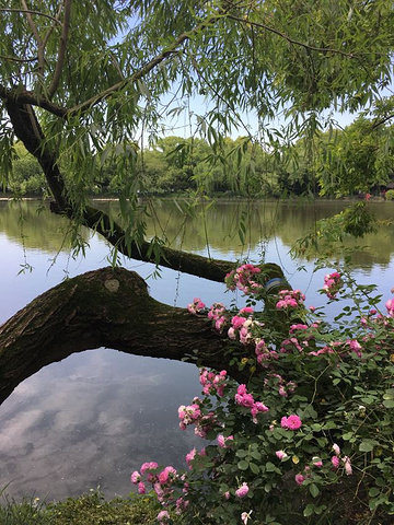 "今天逛了三潭印月，天气好、风景好，心情大好。西湖真美，已经来过多次了，而且每次都是住一晚逛两天_三潭印月"的评论图片