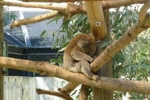 阿德莱德动物园