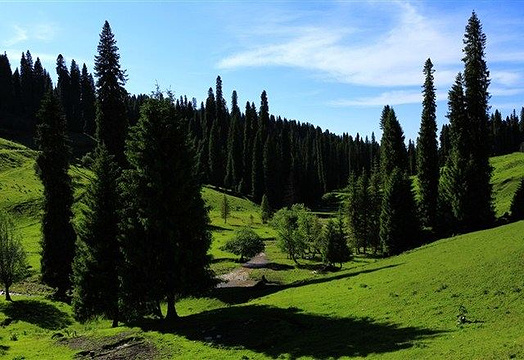 恰西森林公园旅游景点图片