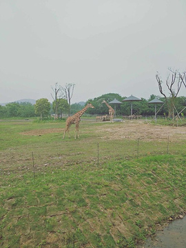 宁波野生动物园旅游景点攻略图