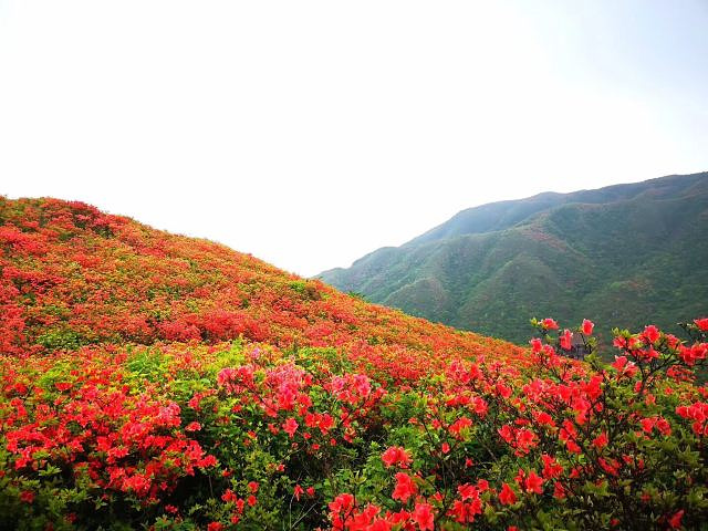 "大围山国家森林公园今年的杜鹃花确实比去年的杜鹃花要开的好些，去年雨水多了，所以去年去了都没怎么看到花_大围山国家森林公园"的评论图片