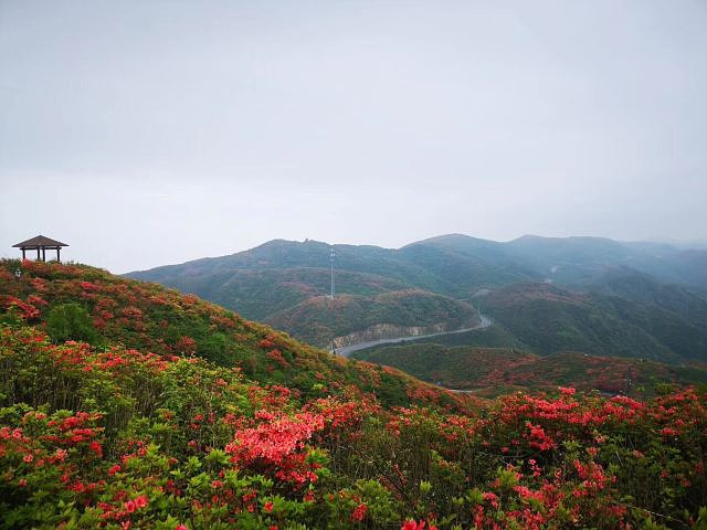 "大围山国家森林公园今年的杜鹃花确实比去年的杜鹃花要开的好些，去年雨水多了，所以去年去了都没怎么看到花_大围山国家森林公园"的评论图片