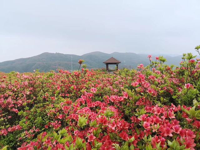 "大围山国家森林公园今年的杜鹃花确实比去年的杜鹃花要开的好些，去年雨水多了，所以去年去了都没怎么看到花_大围山国家森林公园"的评论图片