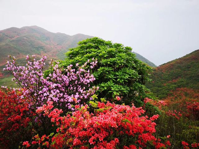 "大围山国家森林公园今年的杜鹃花确实比去年的杜鹃花要开的好些，去年雨水多了，所以去年去了都没怎么看到花_大围山国家森林公园"的评论图片