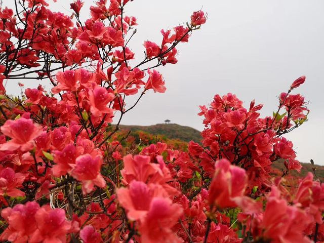 "大围山国家森林公园今年的杜鹃花确实比去年的杜鹃花要开的好些，去年雨水多了，所以去年去了都没怎么看到花_大围山国家森林公园"的评论图片