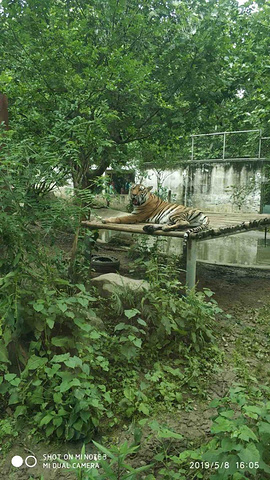 只看到屁屁,還有看到一個龜好像流眼淚了,被關久了吧_成都動物園"