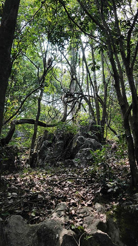 "，观赏性不错！这个季节桂花岛上一是猴子多，二是喀斯特地貌奇特。喀斯特地貌被称为&amp_桂花岛（猴岛）"的评论图片