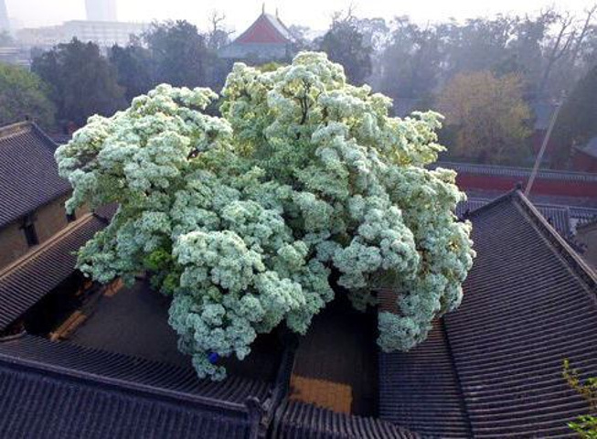 "本地人免费游览，四月的流苏太美了_孟府孟庙景区"的评论图片