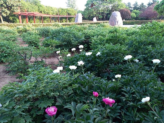 "...多漂亮的正在盛开的鲜花，而且目前尚不要门票，景色比收门票的王城公园要好得很多很多，非常值得一去_隋唐城遗址植物园"的评论图片