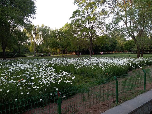 "...多漂亮的正在盛开的鲜花，而且目前尚不要门票，景色比收门票的王城公园要好得很多很多，非常值得一去_隋唐城遗址植物园"的评论图片