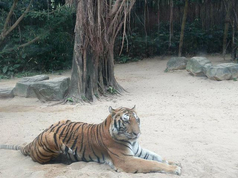 长隆野生动物世界旅游景点攻略图