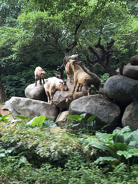 长隆野生动物世界旅游景点攻略图