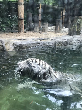 长隆野生动物世界旅游景点攻略图