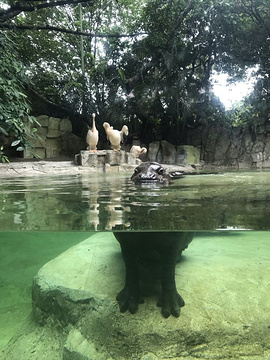 长隆野生动物世界旅游景点攻略图