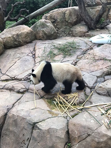 "太适合老人孩子们的家庭游了！非常好！还有纪念品也都很精致可爱_长隆野生动物世界"的评论图片