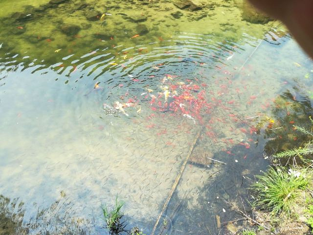 "昆俞山无染寺风景区和九龙池景区非常好，每年都要去几次，山清水秀的地方，特别适合大人小孩一起玩，..._昆嵛山无染寺"的评论图片