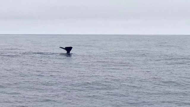 凯库拉观鲸游船旅游景点图片