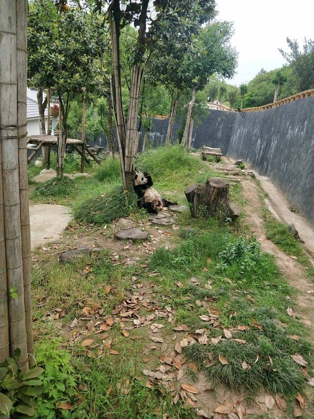 黄山大熊猫主题乐园