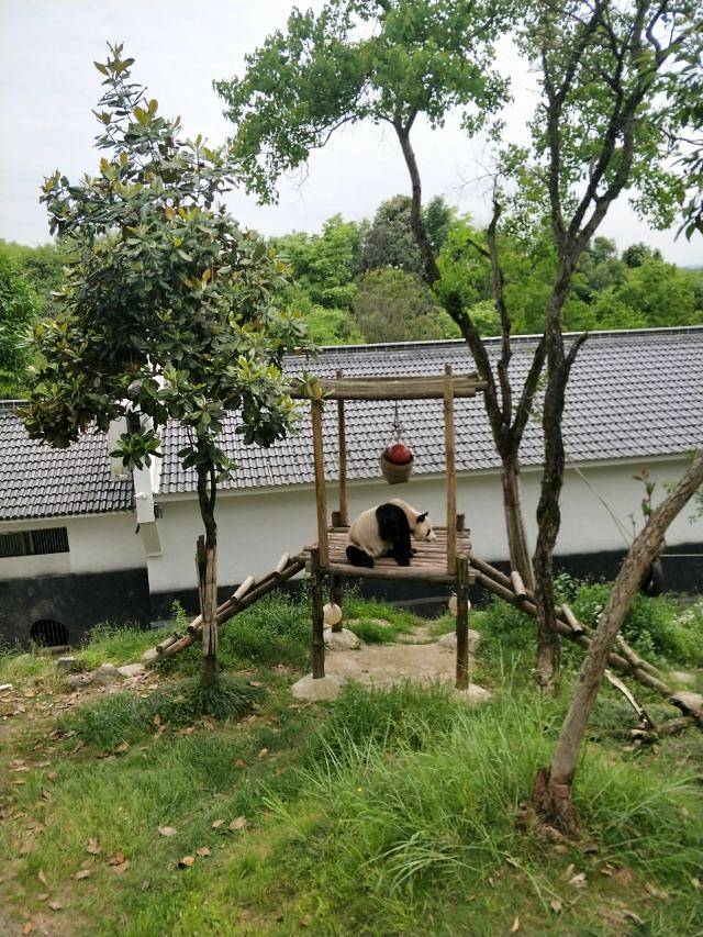 黄山大熊猫主题乐园