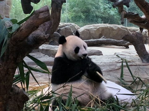 长隆野生动物世界旅游景点攻略图