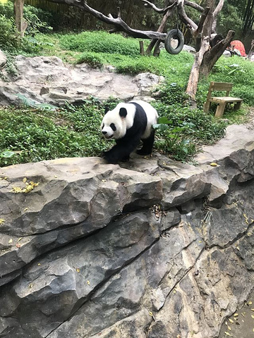 "非常好的体验，孩子大人都适宜，小动物们很活跃，调动性特别好，还看到了爸爸去哪儿里的那只四毛，孩..._长隆野生动物世界"的评论图片