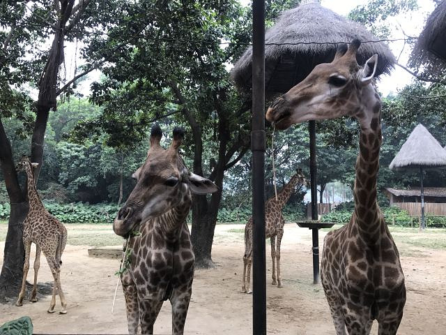 "...子来长隆，很人性化的动物世界，真心对得起门票的价格，小动物们太活跃了，这是一般动物园做不到的啊_长隆野生动物世界"的评论图片