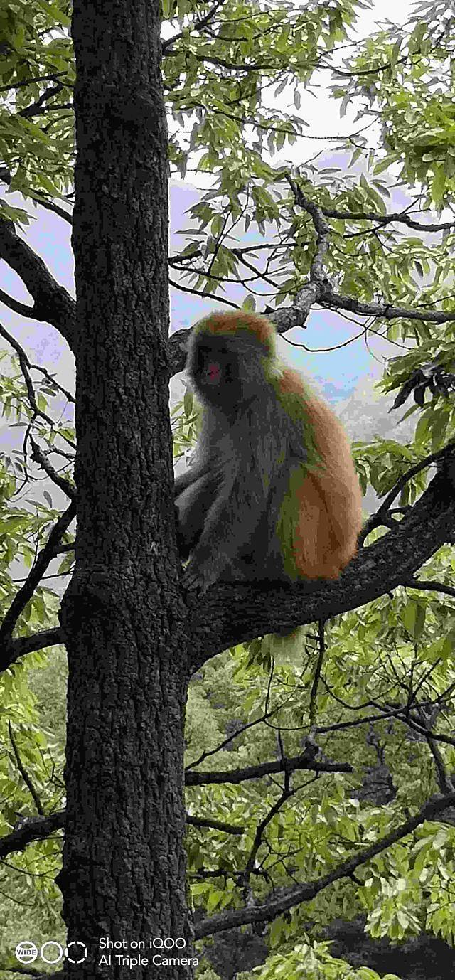 蟒河生态旅游区