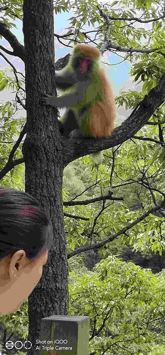 蟒河生态旅游区