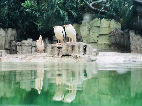 长隆野生动物世界旅游景点攻略图