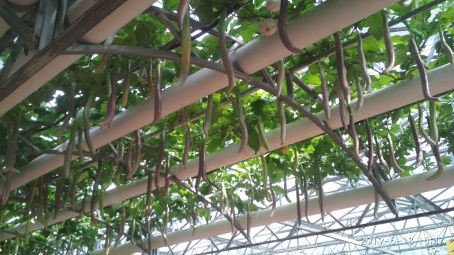 寿光蔬菜高科技示范园