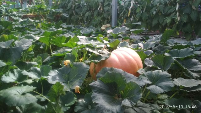 寿光蔬菜高科技示范园