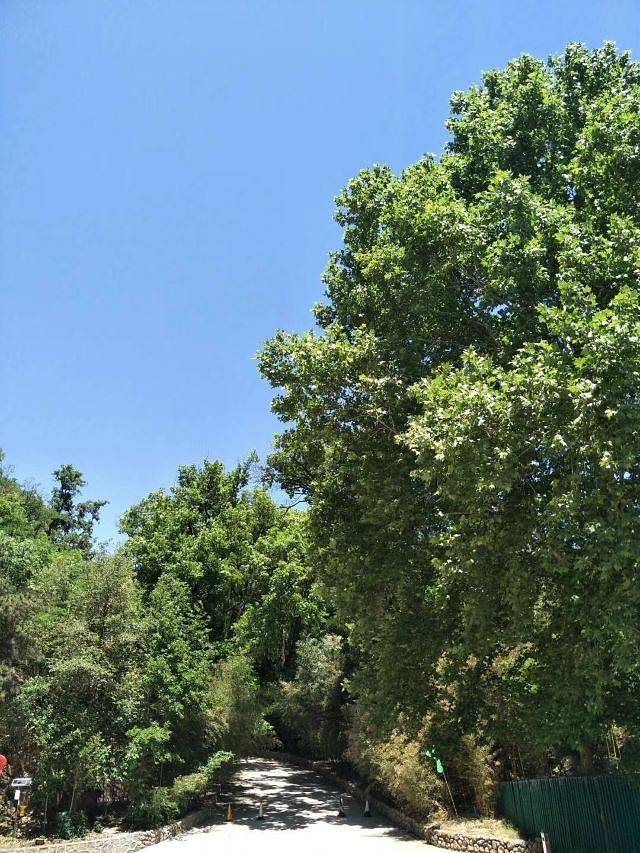 鲁山国家森林公园