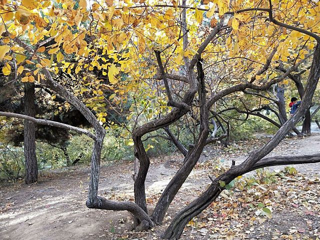 "香山公园有香山寺、洪光寺等著名旅游景点。香山公园，位于北京市区西北郊，是一座具有山林特色的皇家园林_香山公园"的评论图片