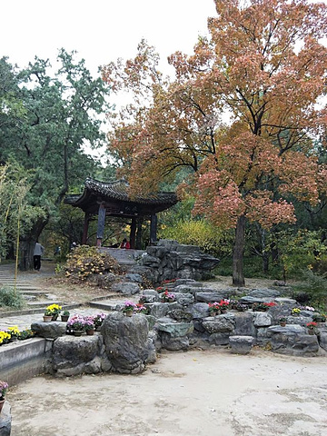 "香山公园有香山寺、洪光寺等著名旅游景点。香山公园，位于北京市区西北郊，是一座具有山林特色的皇家园林_香山公园"的评论图片