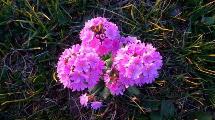 "新疆喀拉峻草原鲜花盛开，不知名的花，满眼的，这鲜花烂漫时节！可惜时间只有一个月，想看的可要抓紧_喀拉峻景区"的评论图片