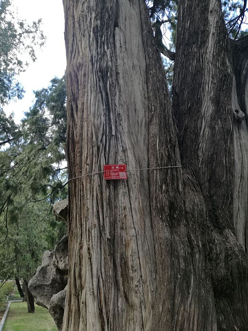 "中山公园位于天安门城楼西侧，这个公园内有许多古树，这些古树有的树龄在千年以上，能追溯到辽代，那..._中山公园"的评论图片