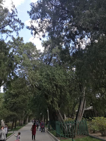 "中山公园位于天安门城楼西侧，这个公园内有许多古树，这些古树有的树龄在千年以上，能追溯到辽代，那..._中山公园"的评论图片