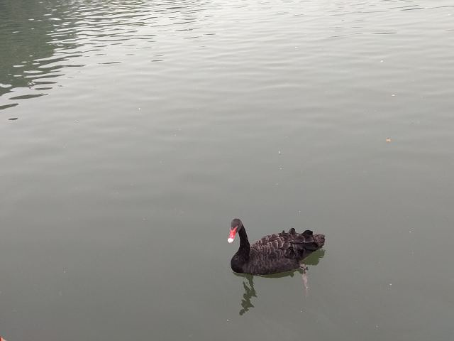 "进园非常方便，动物园的动物不少，大象，狗熊，猴子，鹦鹉，猩猩，火烈鸟，白天鹅，黑天鹅等动物，一..._杭州动物园"的评论图片