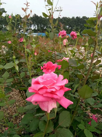 "...风光，各种花竟相开放，分外妖娆，不错的选择，不错的美景，趣味性强，值得推荐给大家，性价比超高的_湖南省植物园"的评论图片